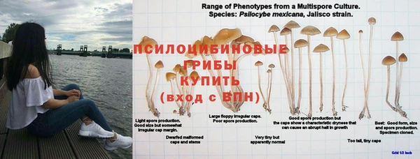 бошки Дмитров